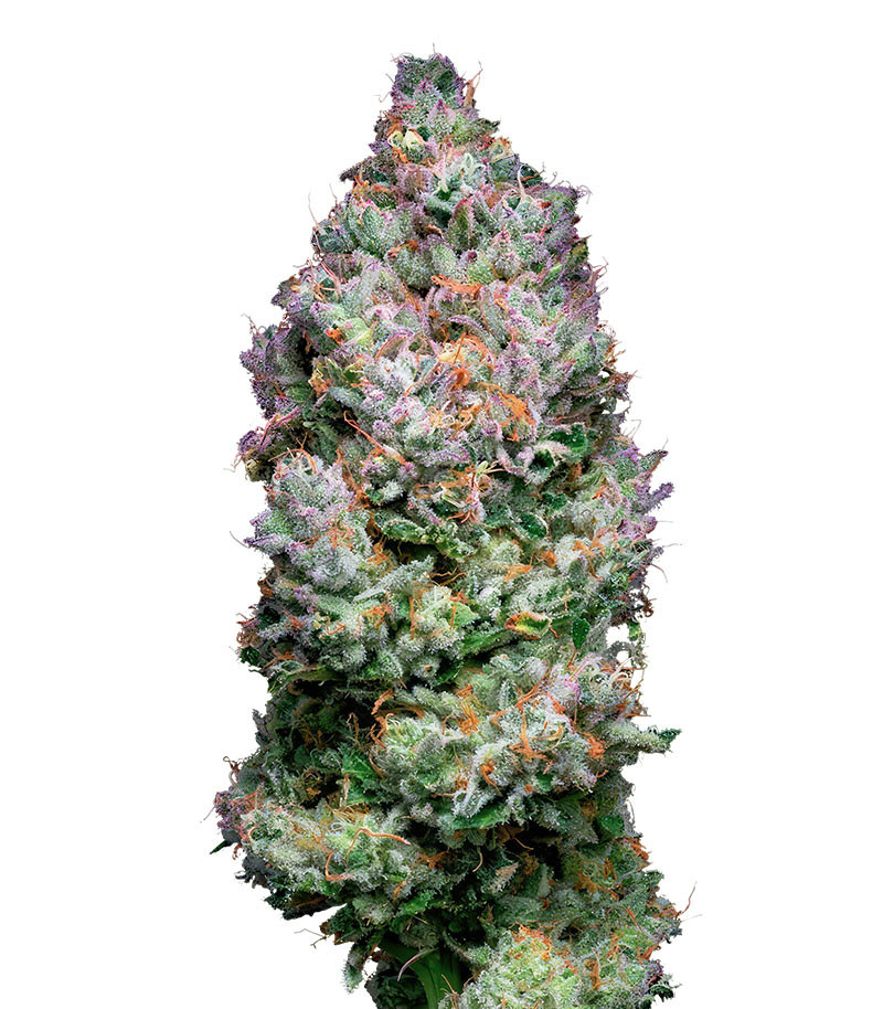 Açai Jelly by Sherbinskis fem (Silent Seeds)