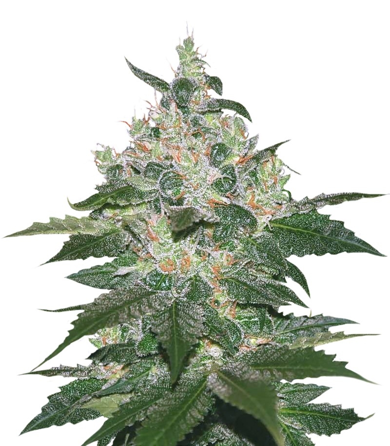 Afghan Kush fem (World of Seeds)