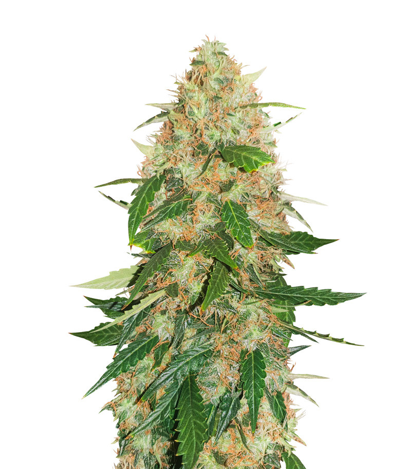 Auto Daiquiri Lime fem (Dutch Passion)
