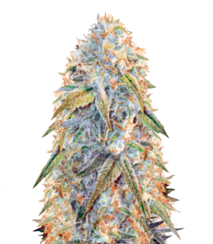 Auto Northern Light fem (Victory Seeds)