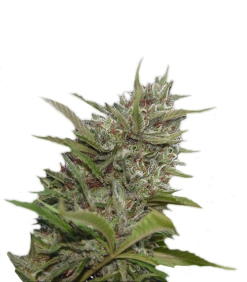 Auto Whiteberry fem (Paradise Seeds)