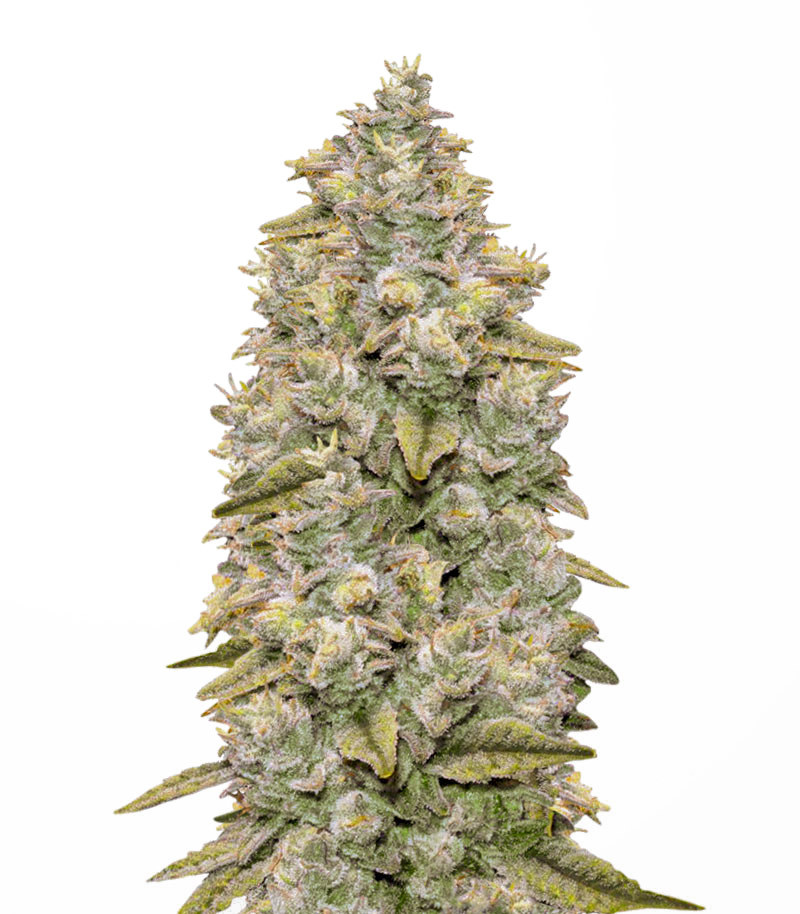 Bay Burger Early Version fem (Delicious Seeds)