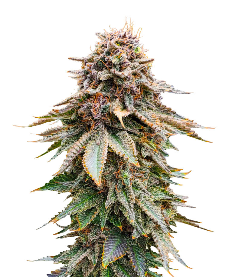 Blackberry Moonrocks fem (AlphaFem Seeds)