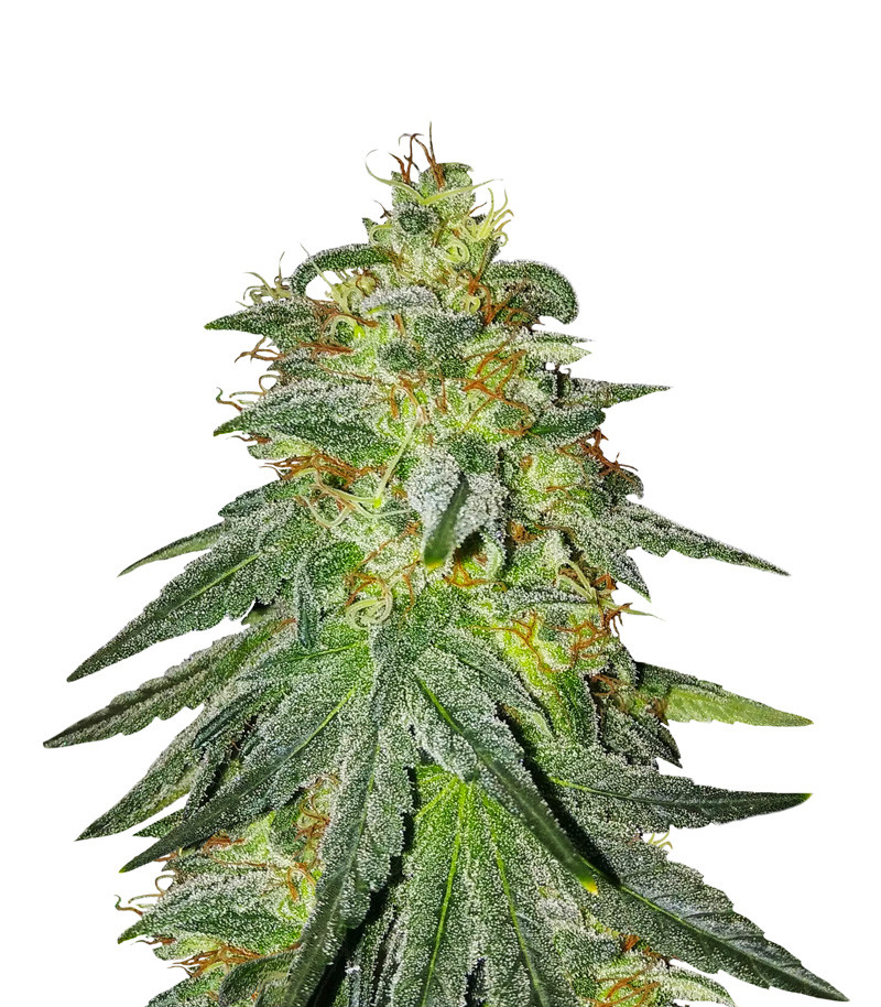Bruce Banner #3 fem (Original Sensible Seeds)
