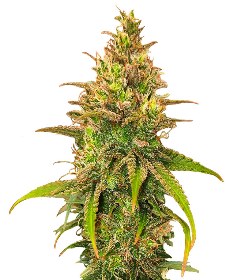 Bubble Gum Sherb fem (Blimburn Seeds)