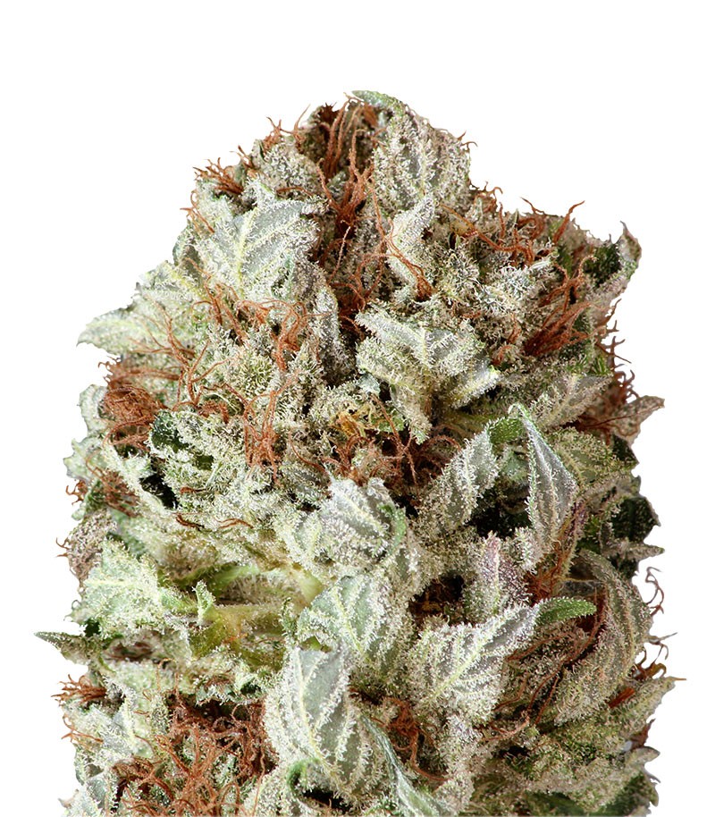 Extreme Impact Auto fem (Heavyweight Seeds)