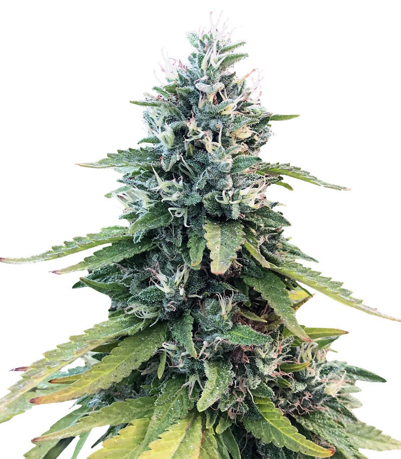 Gorilla fem (Семяныч)