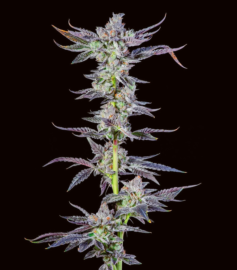 High Society fem (Compound Genetics)