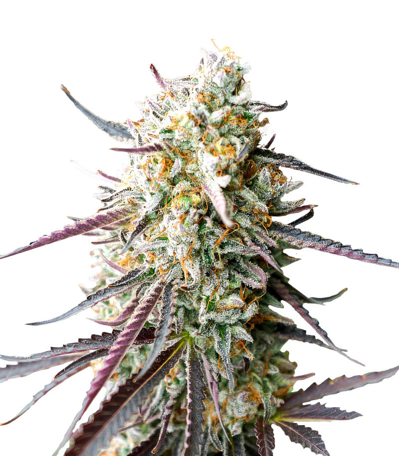 Ice Cream Cake Fast Flowering fem (Humboldt Seed Organization)