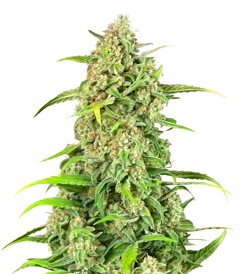 Jealousy Z XL Auto fem (Sweet Seeds)