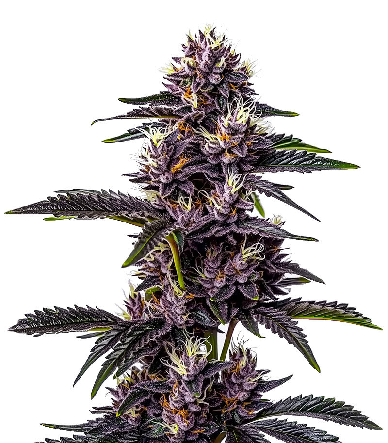 Keepers OG Autoflower fem (Seedkeepers)