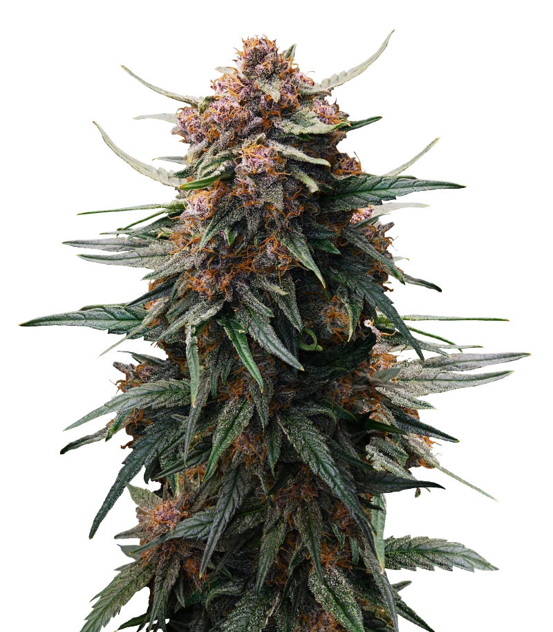 Lemon Cherry Cookies Auto fem (FastBuds)