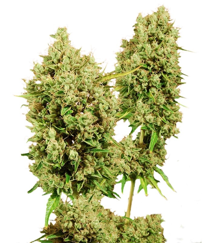 LSD fem (Barney's Farm)