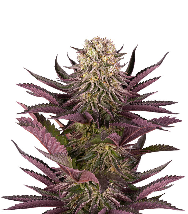 Mimosa X Orange Punch fem (Barney's Farm)