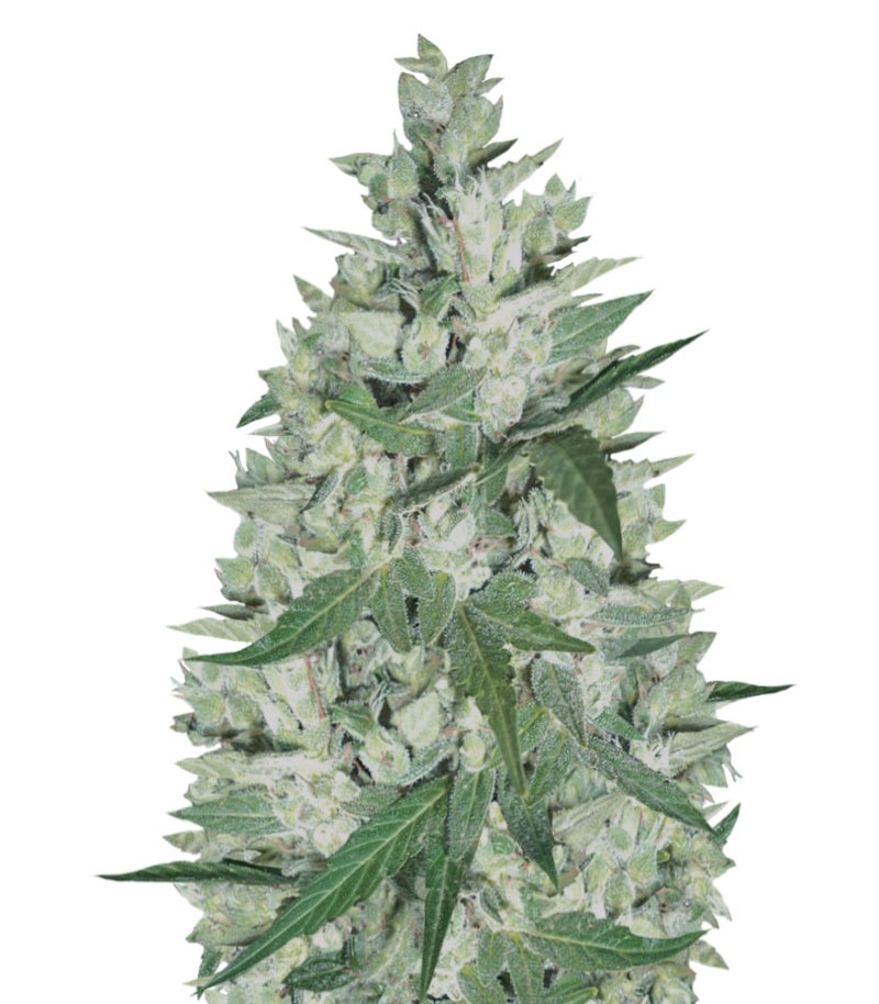 Niagara Auto fem (Doctor's Choice)