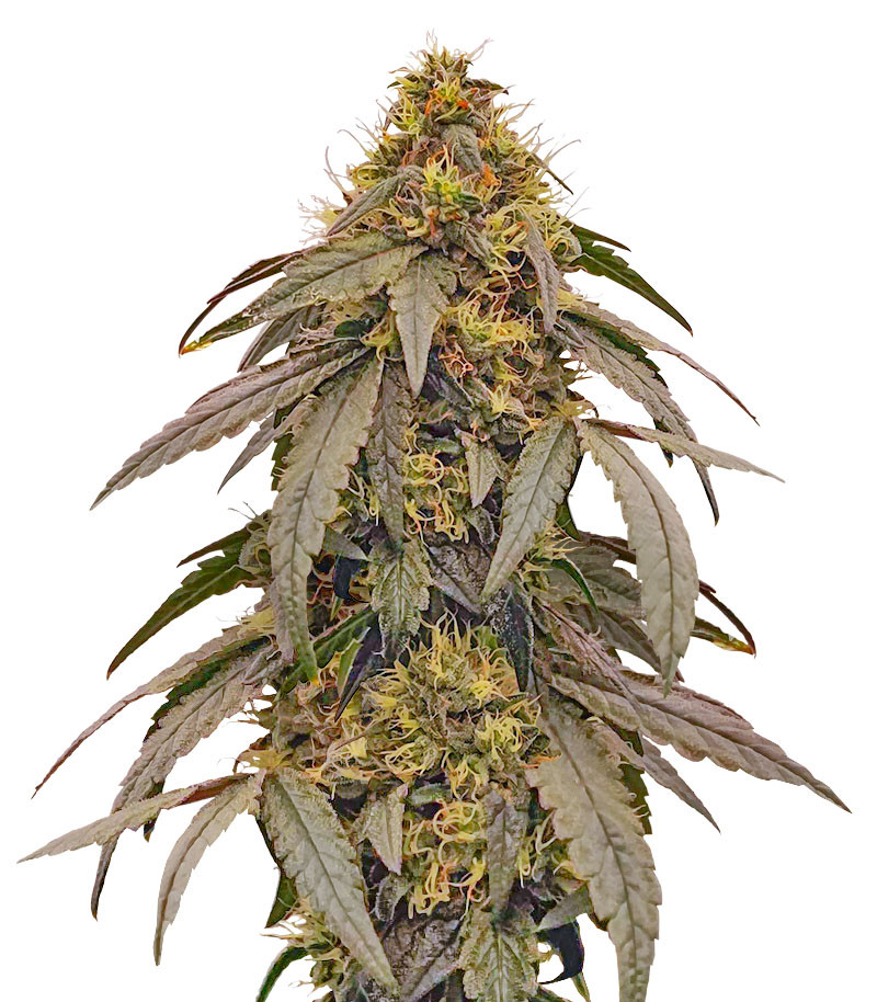 Polar Gelato by Sherbinskis fem (Silent Seeds)