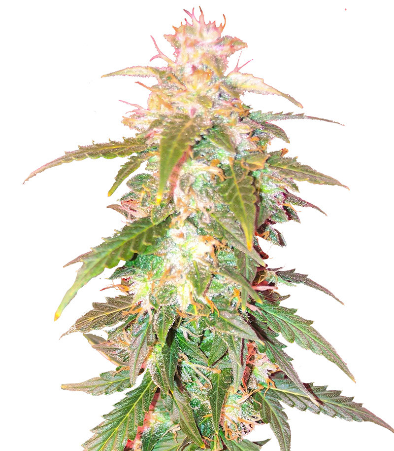 Quarter Pounder Autoflower fem (Easy Grow Seeds)