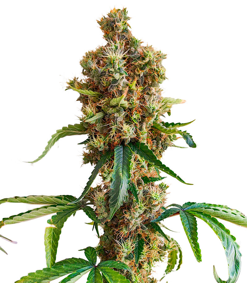 San Bacio Burger fem (Advanced Seeds)